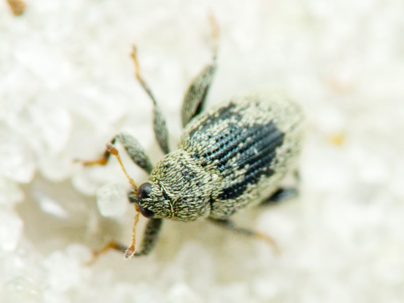 Pseudorchestes smreczynskii (Dieckmann, 1958)